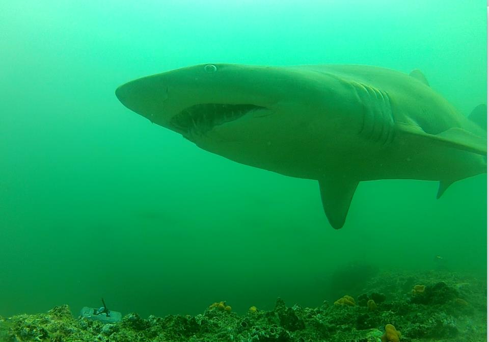 Photo by Dr Adriana Verges.