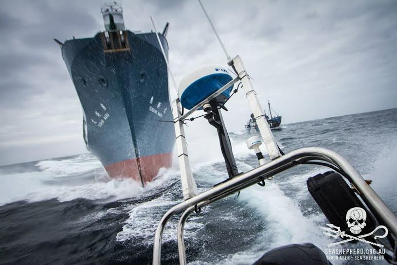 The Sea Shepherd. Photo credit Sea Shepherd.